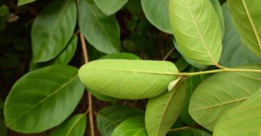 Araçá - Psidium guineense Sw.