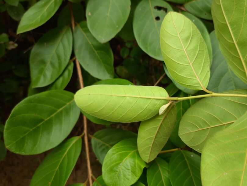 Araçá - Psidium guineense Sw.