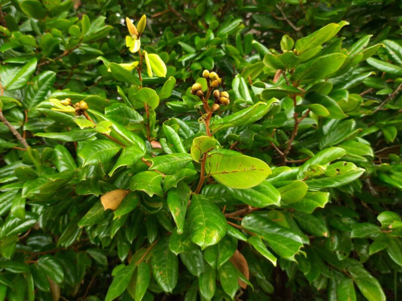 Hymenaea rubiflora Ducke