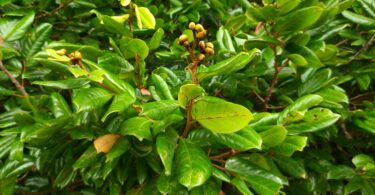 Ramos Hymenaea rubriflora Ducke