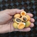 ementes de Frutos de Pradosia lactescens (Vell.) Radlk.