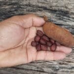 Sementes de Jatobá - Hymenaea rubriflora Ducke