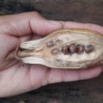 Sementes de Paineira - Pachira endecaphylla. (Vell.) Carv.-Sobr
