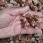 Sementes de Umbu-cajá - Spondias bahiensis P. Carvalho, Van den Berg & M. Machado