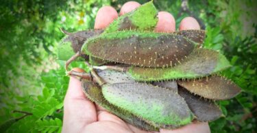 Paubrasilia echinata