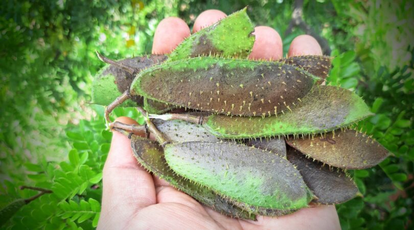 Paubrasilia echinata