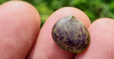 Paubrasilia echinata