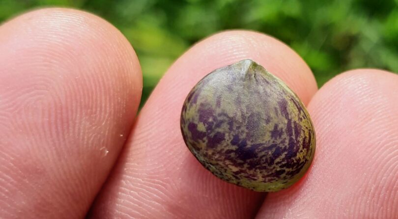 Paubrasilia echinata