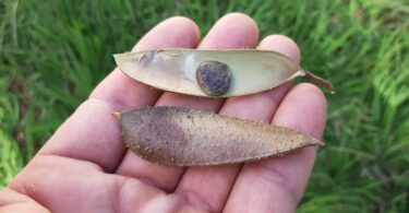 Paubrasilia echinata