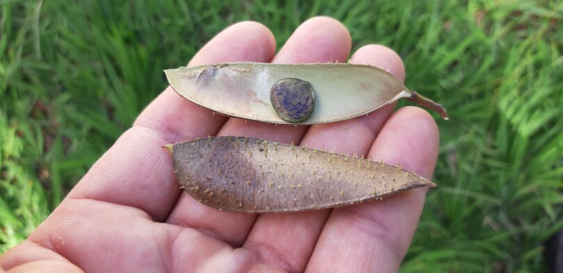 Paubrasilia echinata