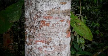Albizia polycephala (Benth)