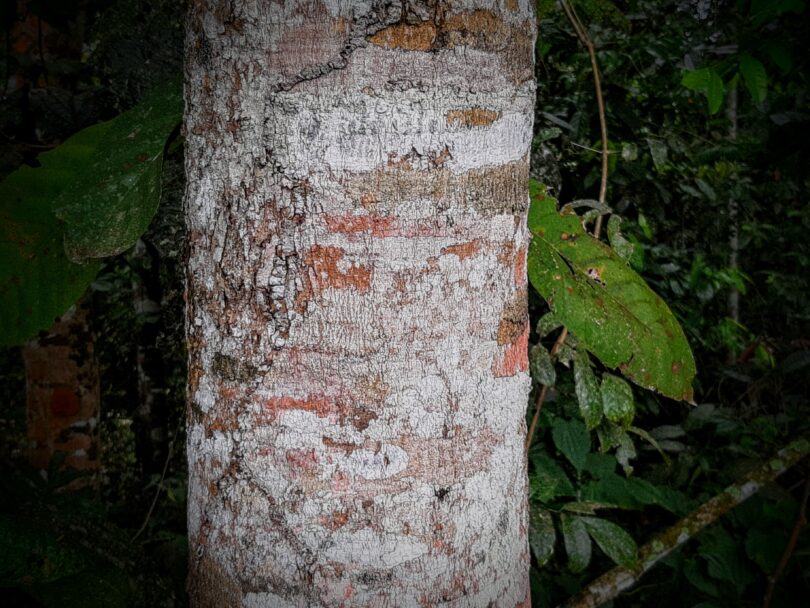 Albizia polycephala (Benth)