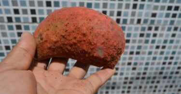 Chichá - Sterculia curiosa (Vell.) Taroda