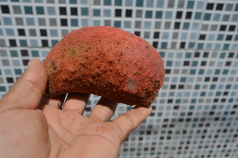 Chichá - Sterculia curiosa (Vell.) Taroda