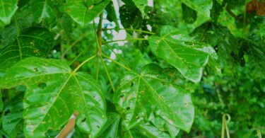 Chichá - Sterculia curiosa (Vell.) Taroda