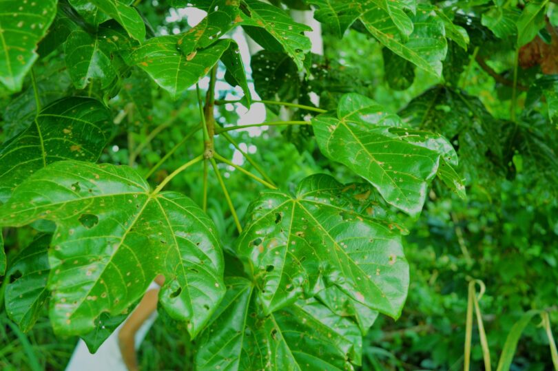 Chichá - Sterculia curiosa (Vell.) Taroda