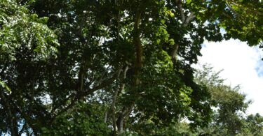 Chichá - Sterculia curiosa (Vell.) Taroda