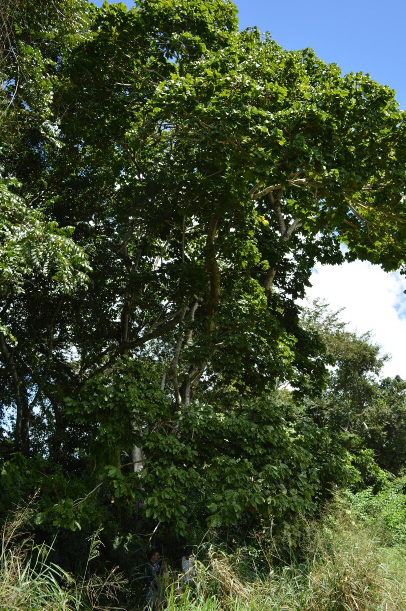 Chichá - Sterculia curiosa (Vell.) Taroda