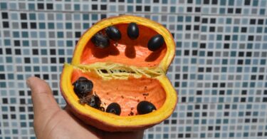 Chichá - Sterculia curiosa (Vell.) Taroda