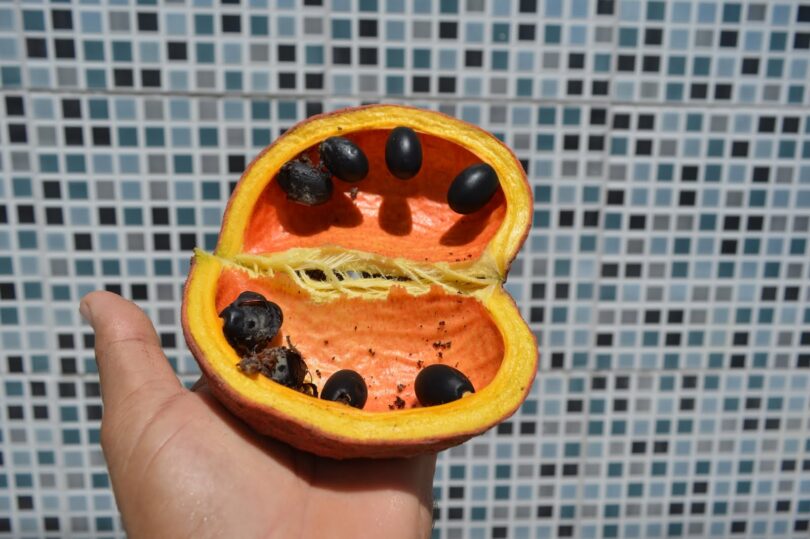 Chichá - Sterculia curiosa (Vell.) Taroda