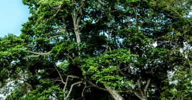 Chichá - Sterculia curiosa (Vell.) Taroda