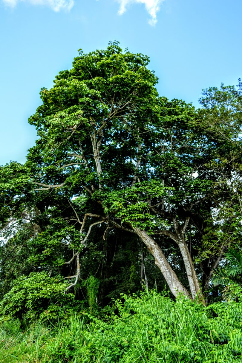 Chichá - Sterculia curiosa (Vell.) Taroda