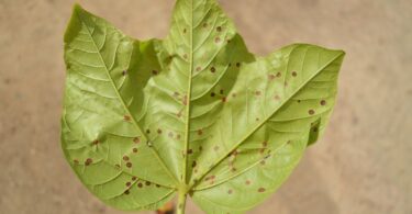 Chichá - Sterculia curiosa (Vell.) Taroda
