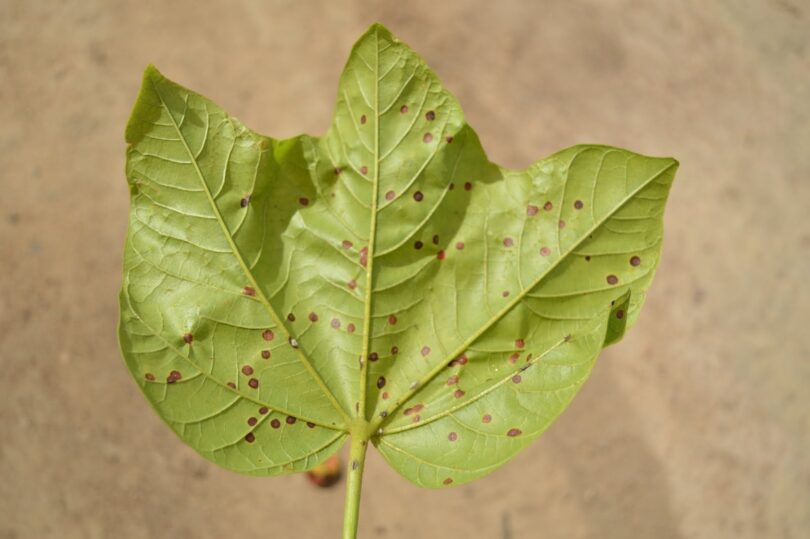 Chichá - Sterculia curiosa (Vell.) Taroda