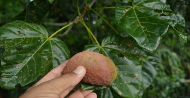 Chichá - Sterculia curiosa (Vell.) Taroda