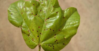 Chichá - Sterculia curiosa (Vell.) Taroda