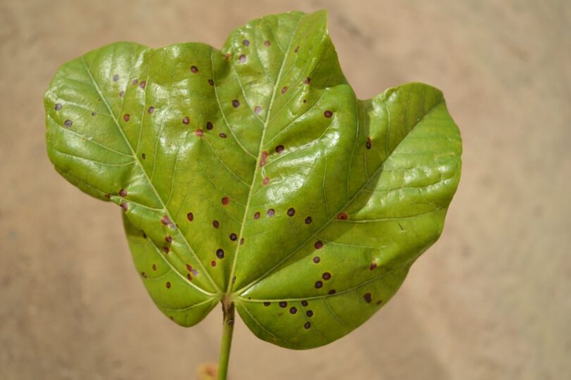 Chichá - Sterculia curiosa (Vell.) Taroda