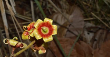Chichá - Sterculia curiosa (Vell.) Taroda
