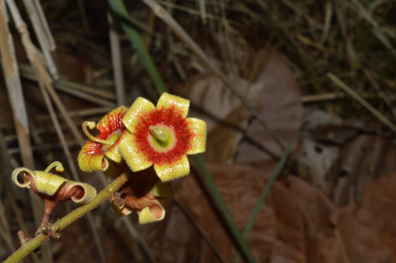 Chichá - Sterculia curiosa (Vell.) Taroda