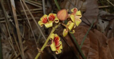 Chichá - Sterculia curiosa (Vell.) Taroda