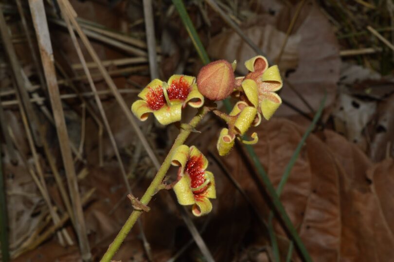 Chichá - Sterculia curiosa (Vell.) Taroda
