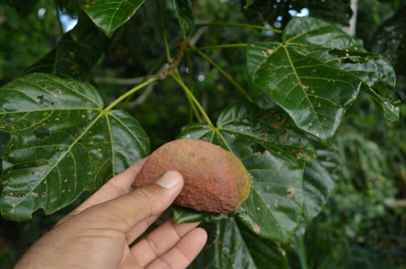 Chichá - Sterculia curiosa (Vell.) Taroda
