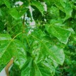 Xixá - Sterculia striata A.St.-Hil. & Naudin