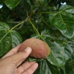 Xixá - Sterculia striata A.St.-Hil. & Naudin