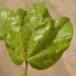 Xixá - Sterculia striata A.St.-Hil. & Naudin