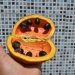 Frutos de Xixá - Sterculia striata A.St.-Hil. & Naudin
