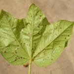 Xixá - Sterculia striata A.St.-Hil. & Naudin