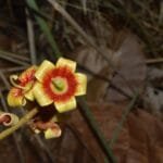 Flor de Xixá - Sterculia striata A.St.-Hil. & Naudin