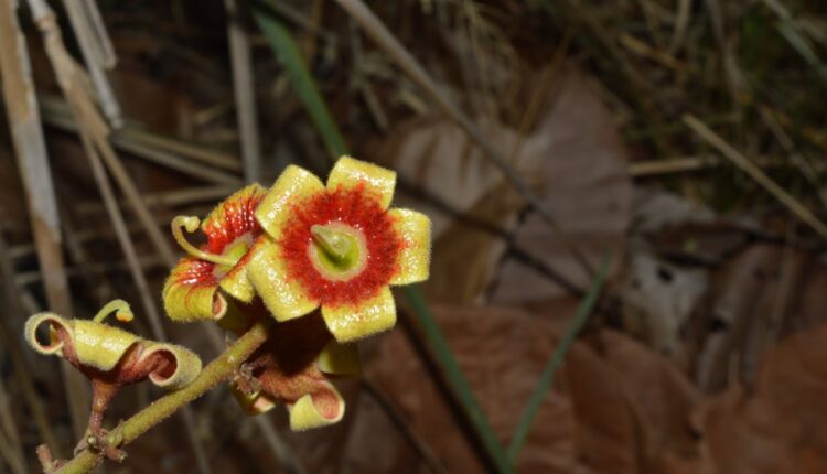 Flor de Xixá - Sterculia striata A.St.-Hil. & Naudin