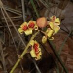 Flor de Xixá - Sterculia striata A.St.-Hil. & Naudin