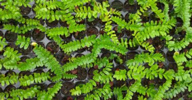 Paubrasilia echinata