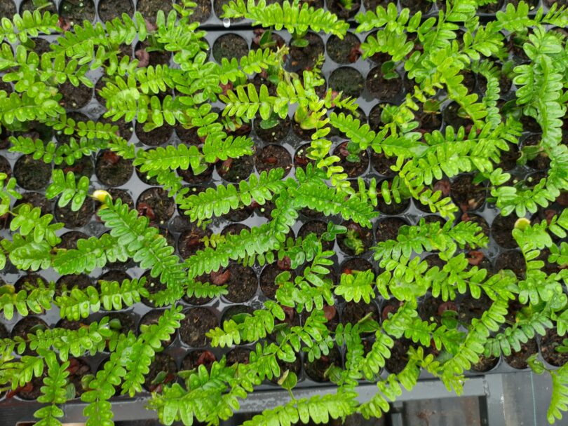 Paubrasilia echinata