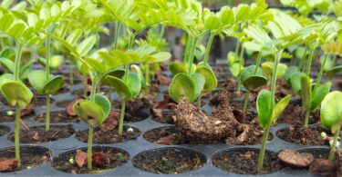 Paubrasilia echinata