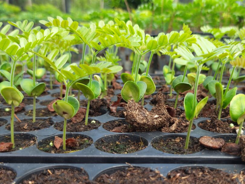 Paubrasilia echinata