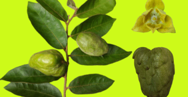 Annona saffordiana - Ramo, flor e fruto