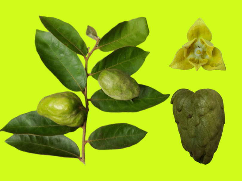 Annona saffordiana - Ramo, flor e fruto